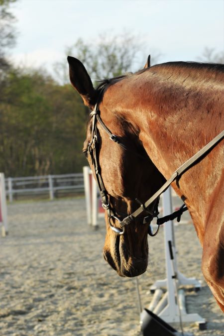 Campionati Europei Senior di dressage: Sostituzione di binomio 1 Foto HSJ