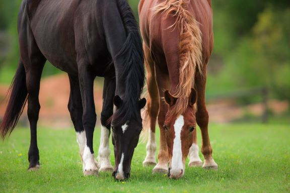 L'apparato digerente del cavallo