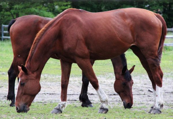 Veterinaria: Terapie rigenerative più comuni in medicina equina 5 Foto c Horseshowjumping 0