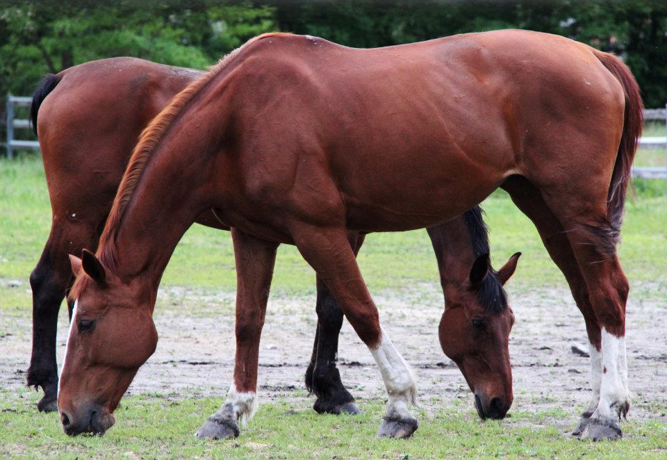 Foto c Horseshowjumping 0