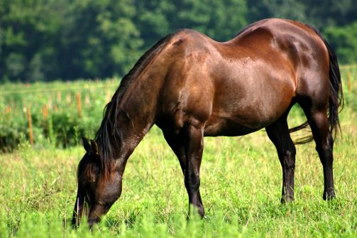 Nutrizione equina: l'alimentazione del cavallo anziano 1 Foto cavallo anziano1 Cortal