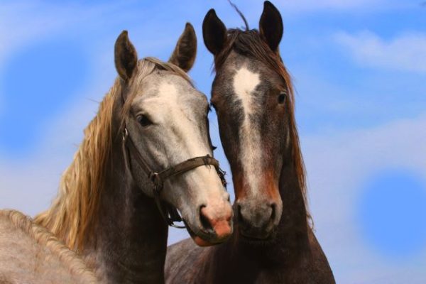 Veterinaria: riproduzione: il cruccio delle cavalle rimaste vuote 5 Foto iStock c Denisapro