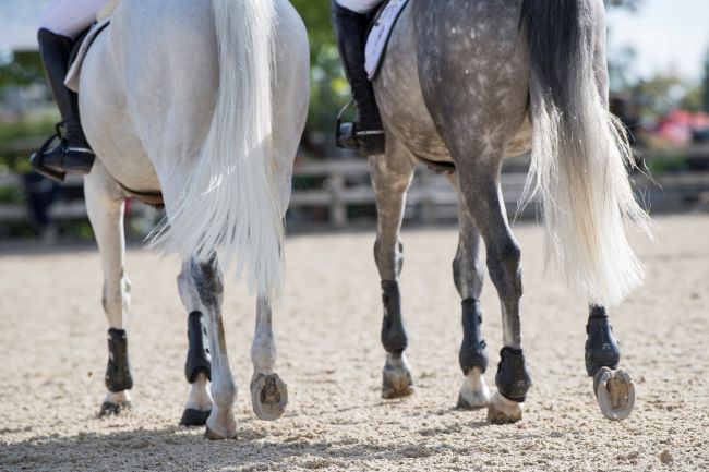 il PRP per curare lesioni tendinee nel cavallo