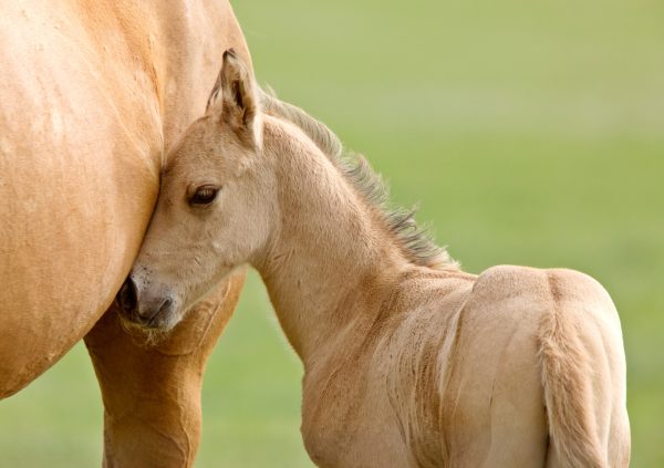 Puledro con mamma