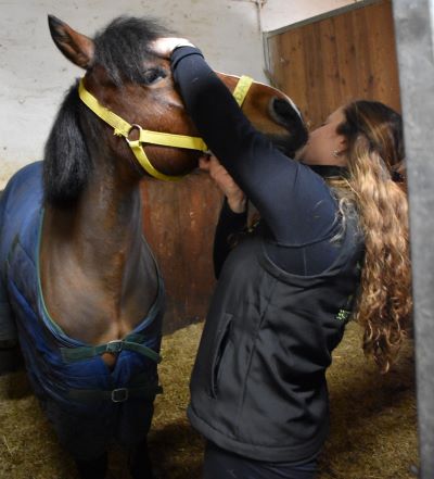 Osteopatia equina: sapevate che anche il cavallo può avere mal di testa? 1 Osteopatia equina: come trattare il mal di testa nei cavalli