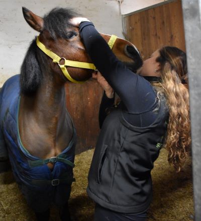 Osteopatia equina: come trattare il mal di testa nei cavalli