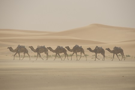 Gallops of Morocco 2018 credit © Christophe Bricot Gallops of Morocco