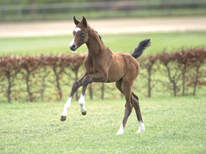 Holsteiner foal