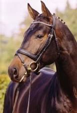 Horse Goldwing