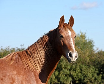 Horse in autumn sun 5089765157