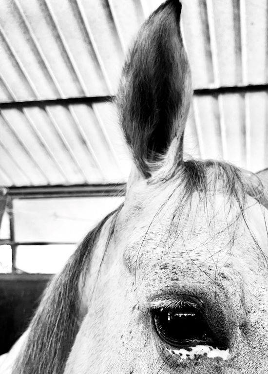 Come vedono i cavalli: l'occhio di un cavallo grigio