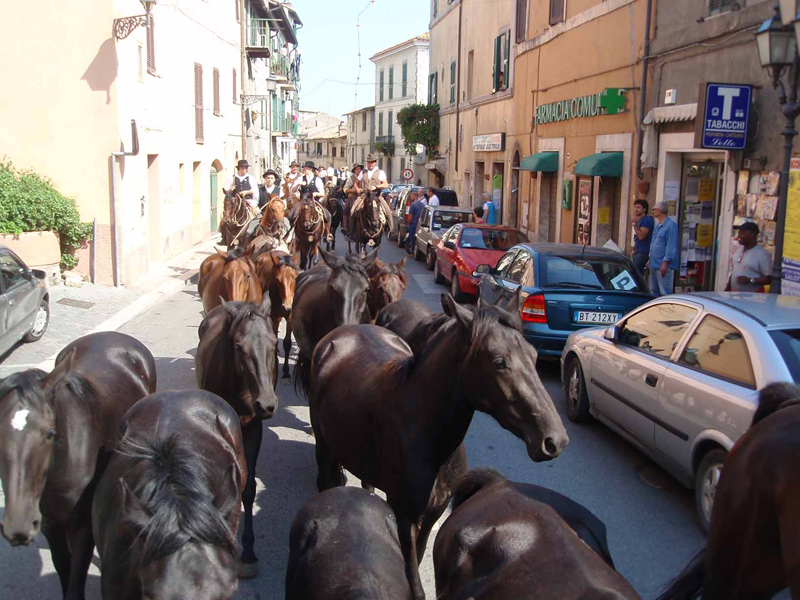Tuscia Viterbese insieme ai monti della Tolfa ideali per il turismo equestre 1 IMGTransumanza8