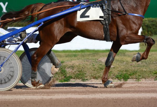 Legs of a red trotter horse and horse harness. Harness horse racing in details.
