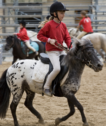 Successo di Rugantino alla Rassegna Nazionale delle Regioni a Cavallo 1 Leonessa 2008 2