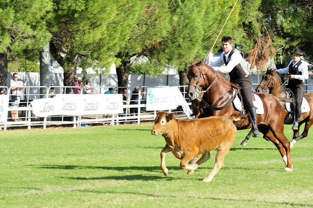Working equitation: The Italian Championship and the Trofeo delle Regioni in Narni 1 MDL Coppa delle regioni 1
