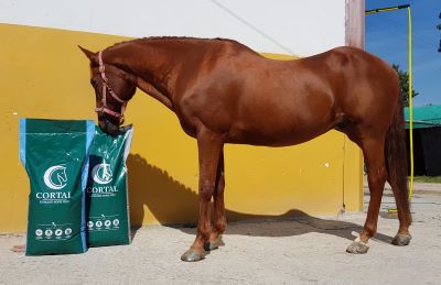 Cortal Extruded Horse Feed: l'alimentazione per cavalli perfetta