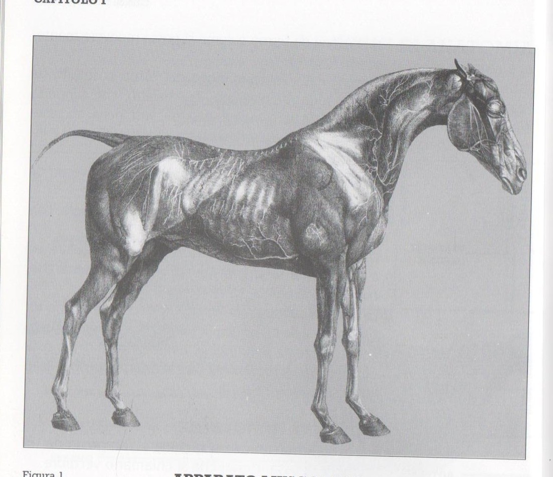 Veterinaria: La zoppia del cavallo (parte III) 1 Marzia 1