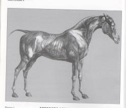 Horse Anatomy: in depth analysis 1 Marzia 1.preview 0 1