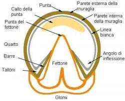 Veterinaria: la struttura del piede del cavallo 2 Meschia struttura del piede