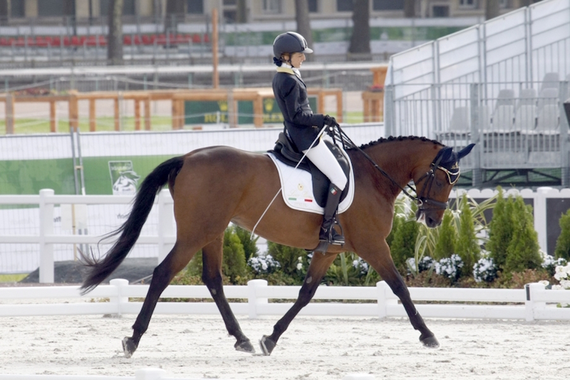 Paradressage: oggi al via il Campionato Europeo 1 Morganti royal scudo