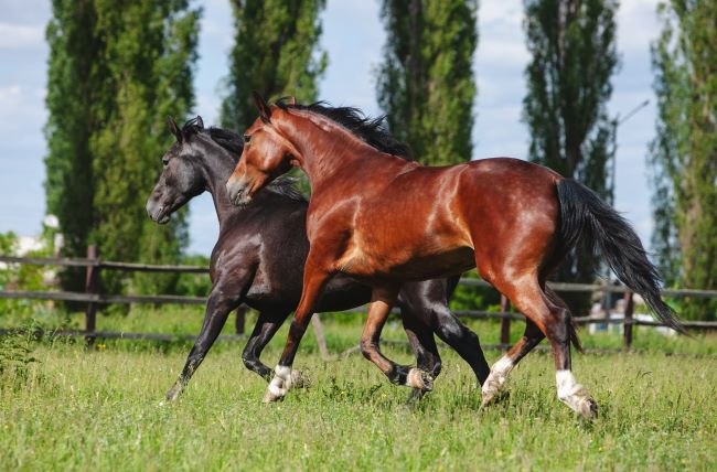 Nutrizione equina: l’integrazione con gli acidi grassi Omega 3 per il cavallo 1 Omega 3 1