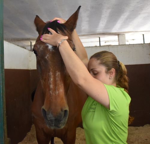 Osteopatia equina: il trattamento del cavallo anziano 1 Osteopatia equina 2