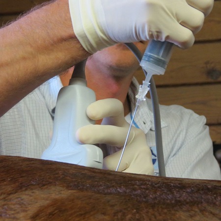Regenerative therapies for horses: what are hey and how do they work 1 PBEC terapie rigenerative 1