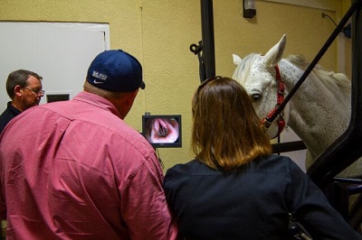 PBEC veterinarians evaluate a horse using a scope Photo PBEC courtesy