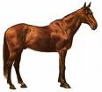 Il Cavallo Persano: ritorno alle origini 1 Persano