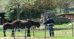 Poliziotto e cavalli 1