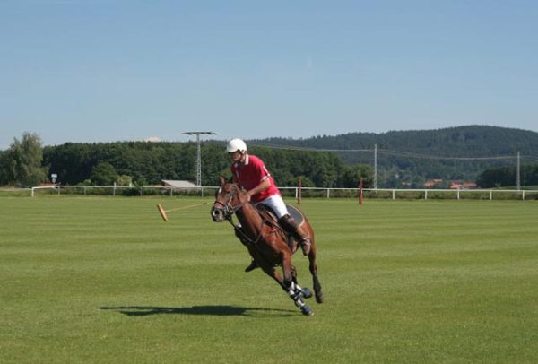 PoloPony