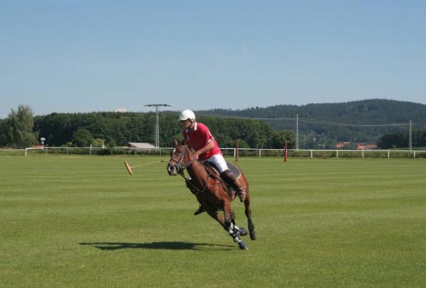 PoloPony 9