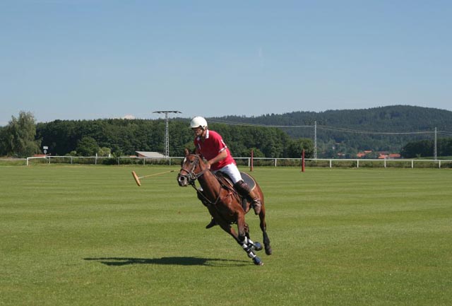PoloPony 9