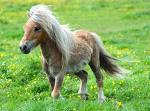 Pony 2