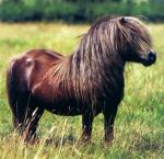 Pony Shetland 4