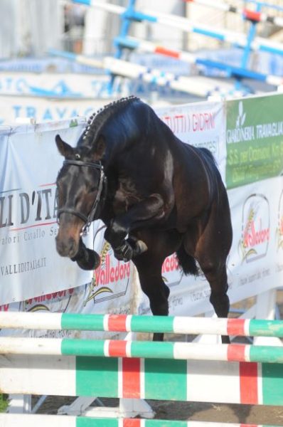 Puledro salto in liberta