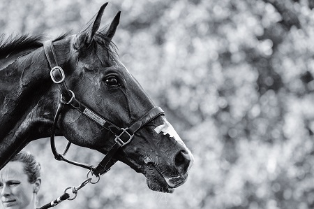 RINGWOOD SKY BOY LRBHT2018 credits Peter