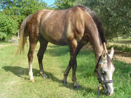 Grandi giornate di Endurance a Vittorito 1 RUMELITO LARZAC DSC02658
