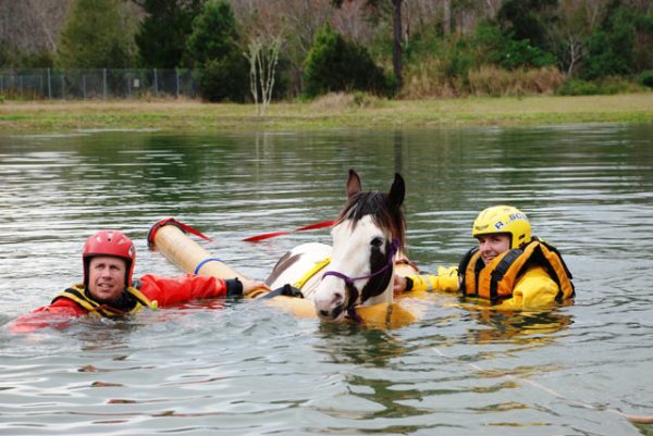 RescueLargeAnimal