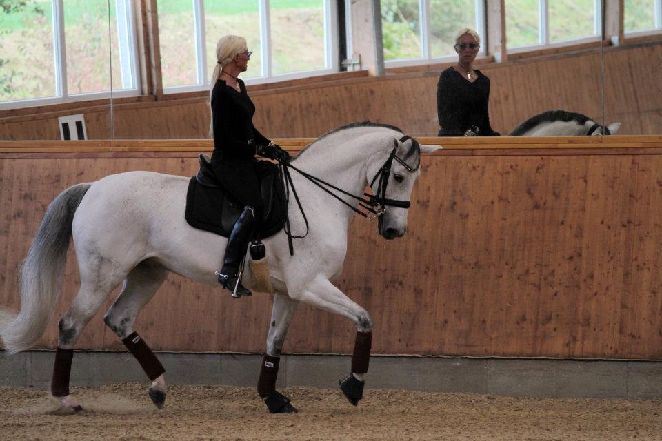 Mercato: Lusitano Sal per la dressagista italiana Silvia Rizzo. 1 Rizzo