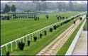 IPPICA. La domenica della Milano da bere guarda al Jockey Club 1 San Siro galoppo 14