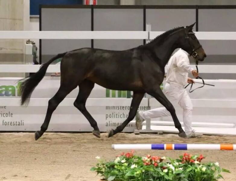 Horse Breeding, MIPAAF: finals of the free-jump trial scheduled for today. 1 Shimbalaie 1