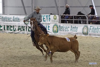 Team penning