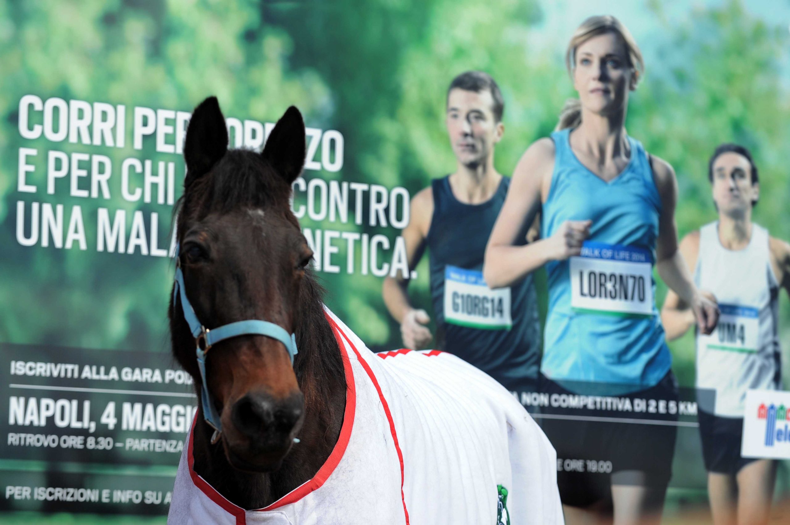 Ippica: il GP Lotteria per Telethon 1 Telethon Lotteria scaled