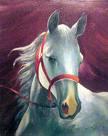 Testa cavallo 2
