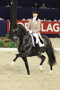 Totilas out of European Dressage Championship in Aachen 1 Totilas 1