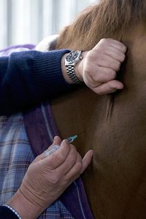 UK Animal Health Trust raise flu alarm 1 Vaccination 1