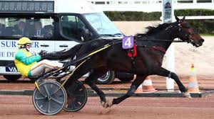 Vincennes. Nel Bourgogne Vivid Wise As spera nel pass per l'Amerique 5 Vivid Wise As Gocciadoro