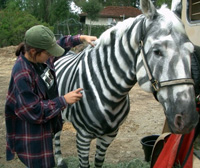 Zebracavallo