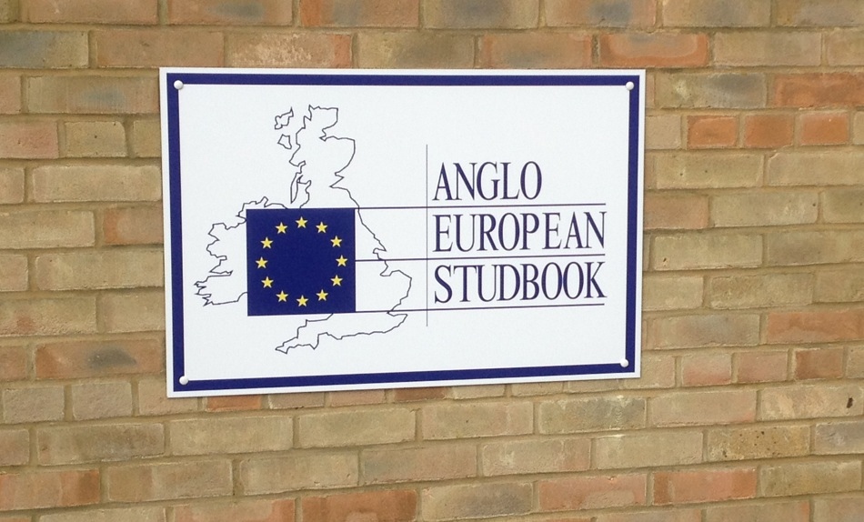 Goodluck VDL è il campione dell'Anglo European Studbook Stallion Show. 1 aes